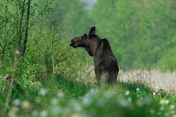 Image showing Summertime with moose