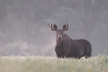 Image showing Moose breathing in crispy morning