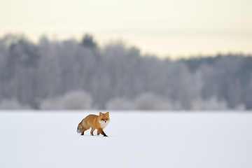 Image showing Red fox in winter