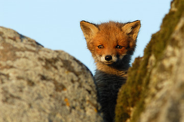Image showing Curious red fox puppy