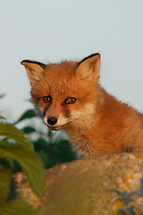 Image showing Red fox puppy in the summer evening