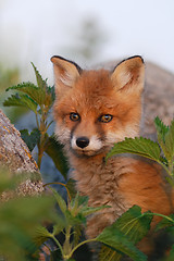 Image showing Red fox puppy in thoughts