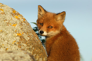 Image showing Red fox puppy looking back