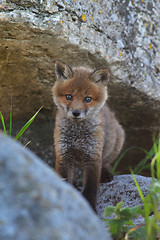 Image showing Red fox puppy in its rocky home