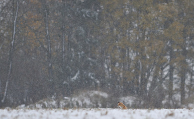 Image showing Fox in the first snow 