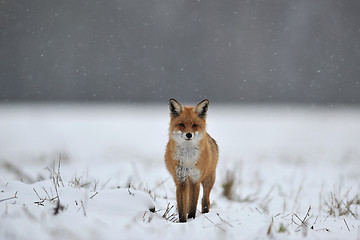 Image showing Red fox in the snow