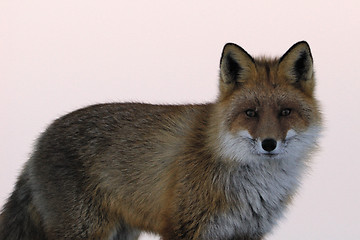 Image showing Red fox portrait