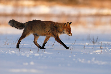 Image showing Red fox walking in the snow