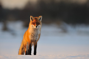 Image showing Red fox in winter 