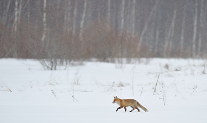 Image showing Red fox walking 