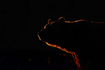 Image showing Brown Bear golden contour