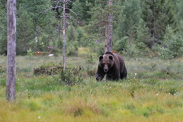 Image showing Brown bear walking