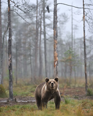 Image showing Bear cup