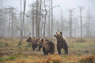 Image showing Bear with cups