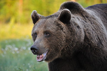 Image showing Powerful Brown Bear