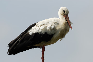 Image showing White stork