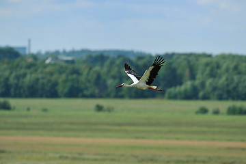 Image showing White Stork flying