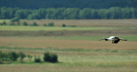 Image showing White Stork flying