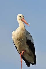 Image showing White Stork