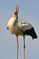 Image showing White stork bending his neck