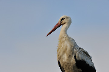 Image showing White Stork