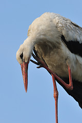 Image showing White stork scratching