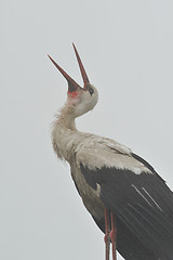 Image showing White stork in a misty morning