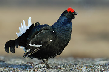 Image showing Black Grouse