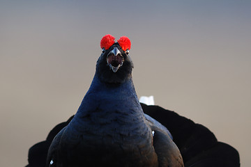 Image showing Black Grouse portrait