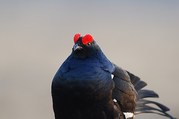 Image showing Black Grouse Huddling