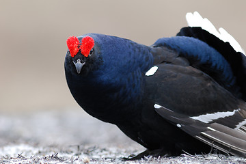 Image showing Black Grouse bubbling