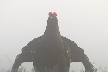 Image showing Through the misty morning