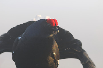 Image showing Black grouse looking through the fog