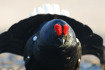 Image showing Black Grouse heading  towards you