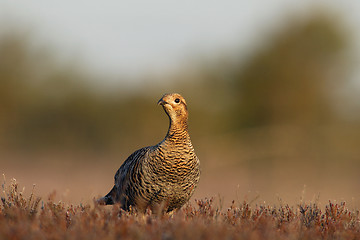 Image showing Female grouse