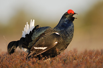 Image showing Black Grouse singing