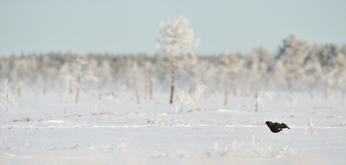 Image showing Black Grouse on the snow