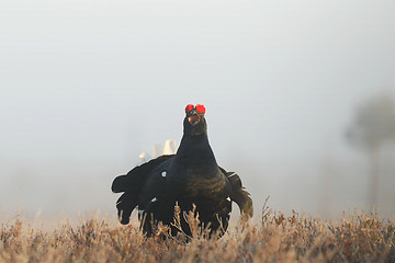 Image showing Black grouse shouting in a misty bog