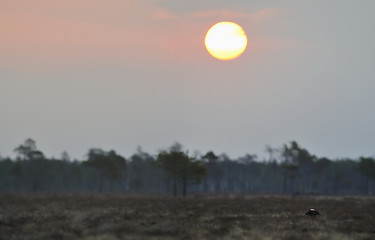 Image showing Black Grouse and sunrise