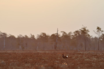 Image showing Black Grouse 