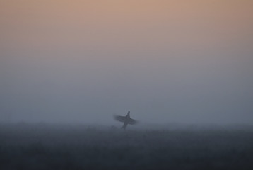 Image showing Black Grouse jumping in the mist