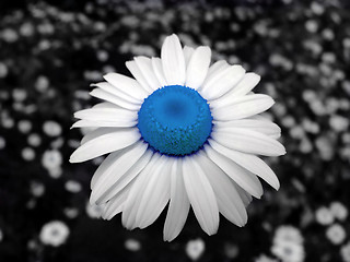 Image showing Chamomile blue