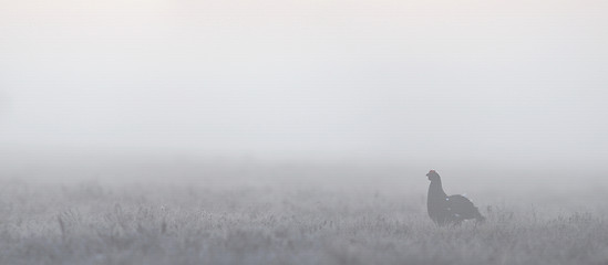 Image showing Panoramic view of black grouse in its gamefield