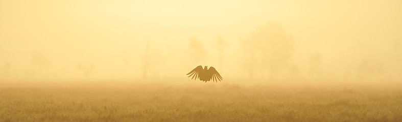 Image showing Black Grouse jump