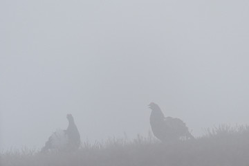 Image showing Black Grouse game in the mist