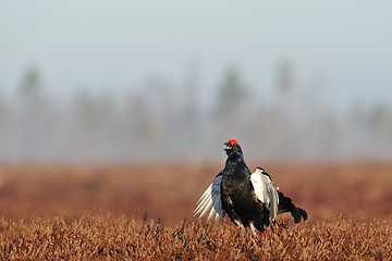 Image showing Black Grouse playing