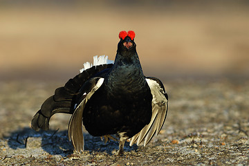 Image showing Agressive black grouse