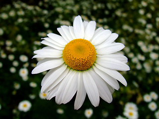 Image showing Chamomile color