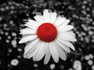 Image showing Chamomile red