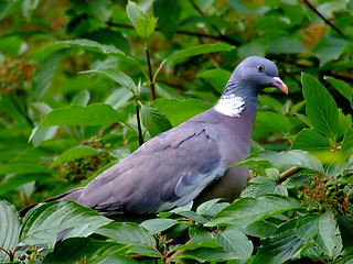 Image showing Wild pigeon